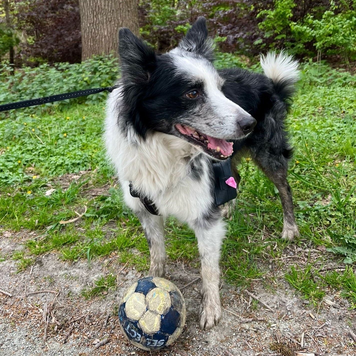 Woopy (sac pour déjections canines) Récup'Osons